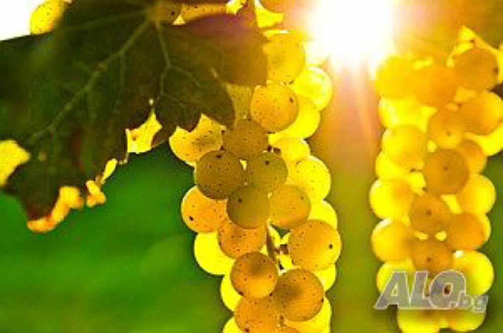 Продавам грозде – Памид,Каберне совиньон,Мускат отонел.